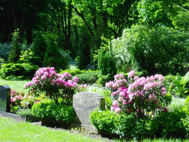 Rhododendron auf dem Zentralfriedhof Stralsund